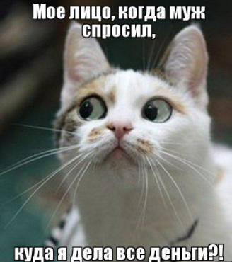 10 лучших мемов кошек