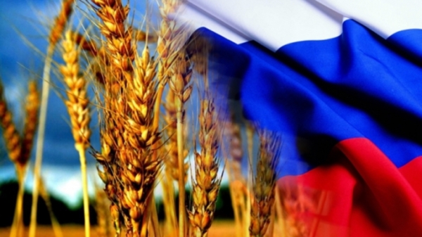 Урожай пшеницы России угрожает США