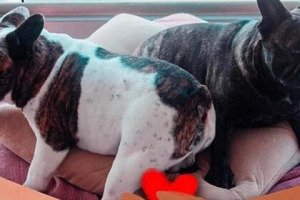 Щенки больной раком женщины задохнулись в самолете Щенки больной раком женщины задохнулись в самолете0