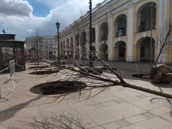 Новые мелколистные липы украсили территорию у Гостиного двора Мелколистные липы украсили территорию у Гостиного двора7