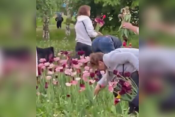 Местные жители оборвали клумбу с тюльпанами в Гольянове Местные жители оборвали клумбу с тюльпанами в Гольянове