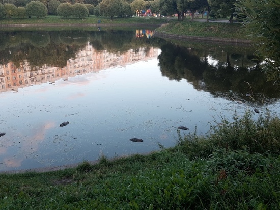 Петербуржцы пожаловались на массовую гибель уток в Яблоневом саду Петербуржцы пожаловались на массовую гибель уток в Яблоневом саду