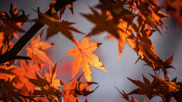 Метеоролог Старков назвал погоду в Москве нетипичной Метеоролог Старков назвал погоду в Москве нетипичной