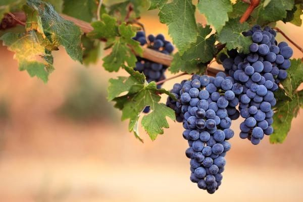 Вино может подорожать на 15-20% из-за роста цен на виноград Вино может подорожать на 15-20% из-за роста цен на виноград