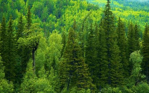 Чиновники подмосковного лесхоза сами же вырубали здоровый лес, который должны охранять Чиновники подмосковного лесхоза сами же вырубали здоровый лес, который должны охранять