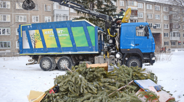 Куда сдать новогоднюю елку в Омске? Общество0