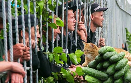 В Хабаровске «огуречные воры» повторят судьбу «ореховой банды» В Хабаровске «огуречные воры» повторят судьбу «ореховой банды»